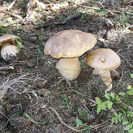 Cyklopenzion Slunce-soukromy Pokoj * Male Kysice